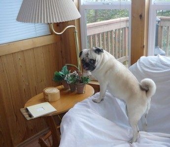 Curious Pug Busted