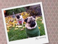 Fall Pugs