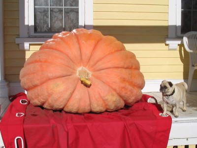 I sure like big pumpkins