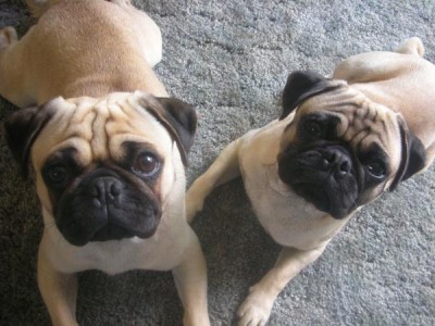 Photogenic Pugs