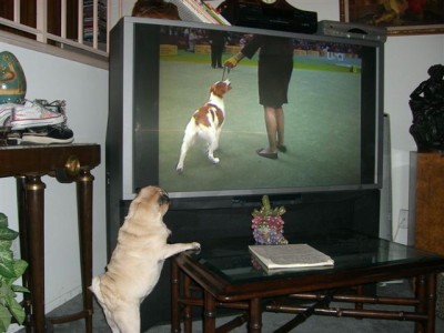 This Pug Watches Way Too Much TV