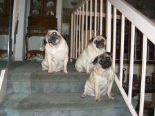 How can I Resist these Pug Mugs?