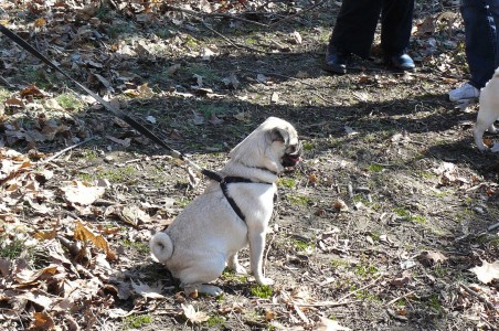 Pug at attention