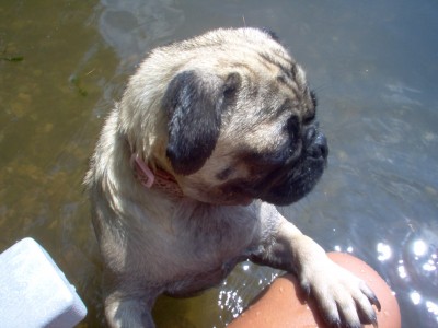 Roscoe first day at the Lake