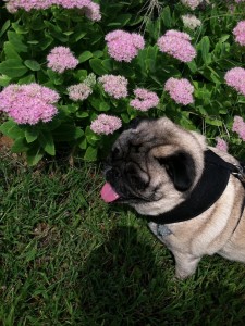 Taking time to smell the flowers