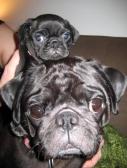 Floyd the Black Pug and his mini-me