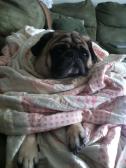 Pug in a Blanket