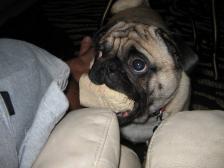 Frank with his big bone