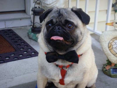 Fredo in his Bowtie Best