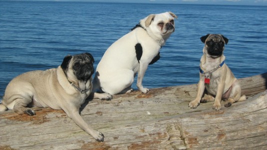 Beach Babes