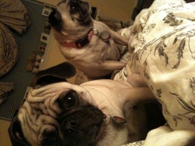 Bed Pug's