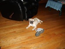 Ginger eating our shoes.