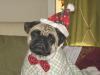 Merry Christmas Pug!