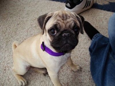 Gracie the Pug