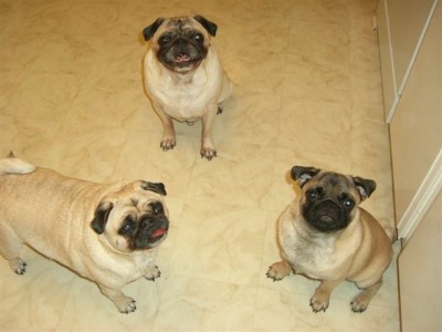 Pugs  Cubed