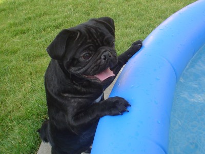 Guru on the pool