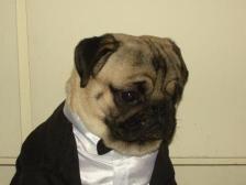 Fancy Pug