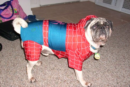 Spider Pug