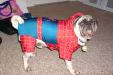 Spider Pug