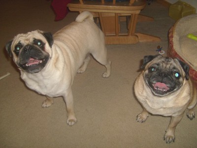 Happy pugs