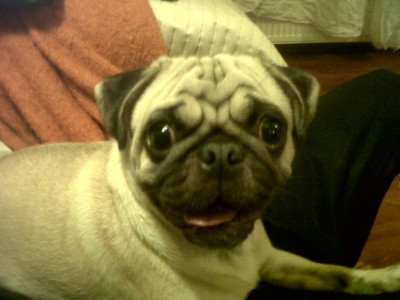 Hercules the Pug