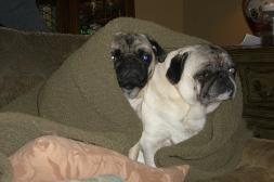 Rocky and Gulliver playing G.I. Pug - Camouflage Maneuvers