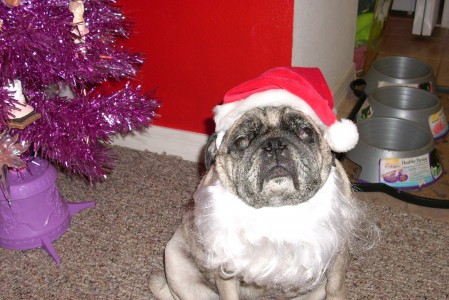 Santa Pug