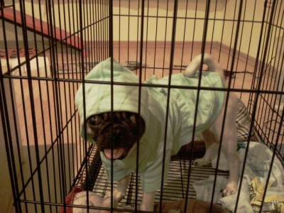 Pug in bathrobe