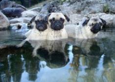 Pugs in HotSpring