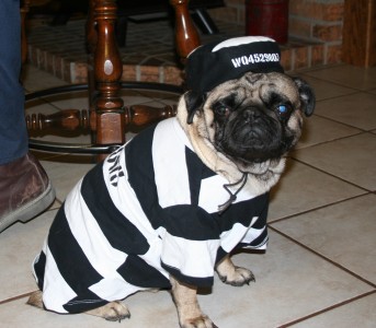 Jail Bird Dog Costume