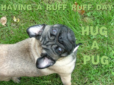 Hug A Pug