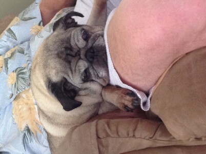 Smooshy pug face