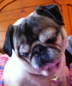 Katrina the Princess Pug!