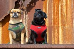 Posing Pugs