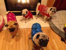 Grumble of Pugs