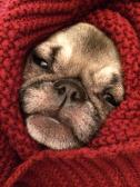 Pug in a blanket