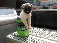 Cup o pug