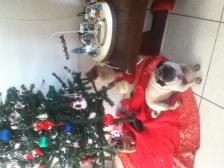 Christmas pug