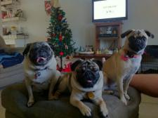 Christmas pugs