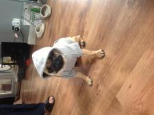 Gangster Pug ;)