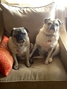 My pugs