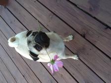 Flower Pug