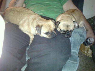 pugs