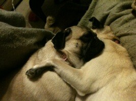 Pug Love