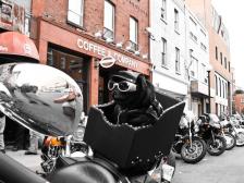 Motorcycle Pug.