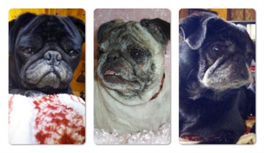 ♥ My pug babies ♥