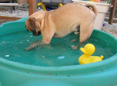 Diving for Rocks