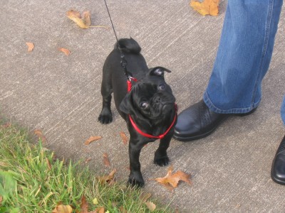 Baxter enjoying Indian Summer