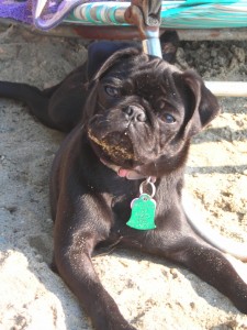 Sand Pug!