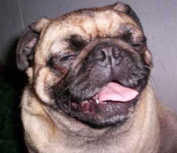 Pug Smiles